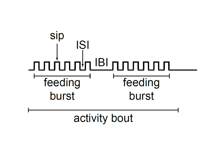 Schematic of feeding microstructure: individual sips, the inter-sip interval (ISI), feeding bursts, the inter-burst interval (IBI), and the overall activity bout
