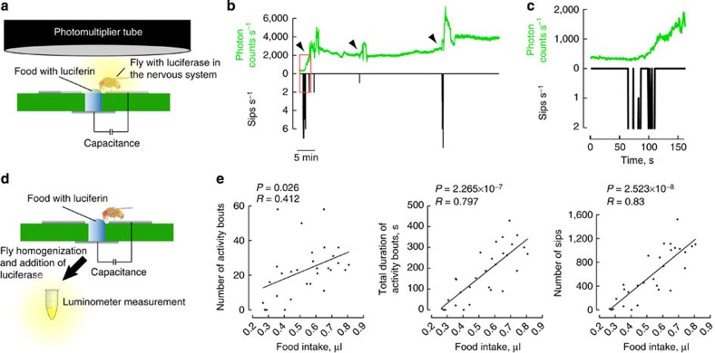 Figure 3 from the flyPAD paper: simultaneous flyPAD and bioluminescence recording showing that sips and activity-bout duration track ingested food volume
