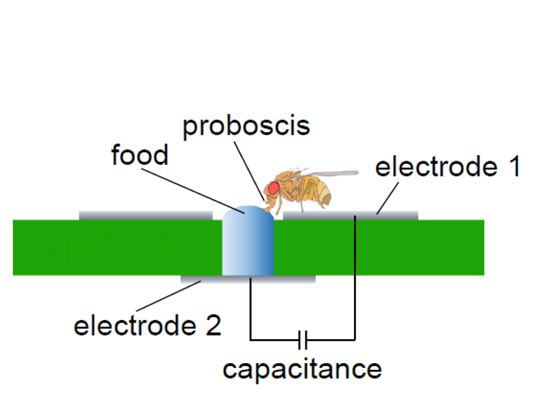 flyPAD — Automated Feeding Monitor
