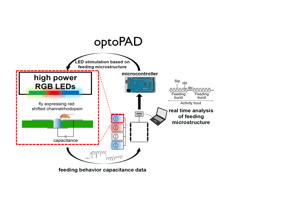 optoPAD closed-loop optogenetics diagram